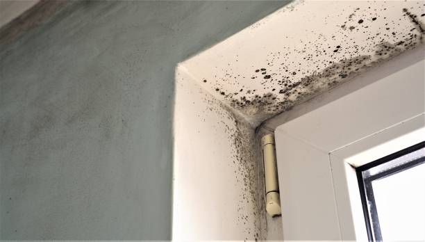 Best Black Mold Removal  in Murray, UT