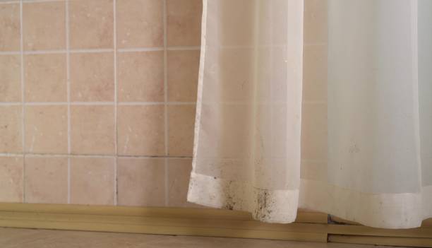 Professional Mold Removal in Murray, UT