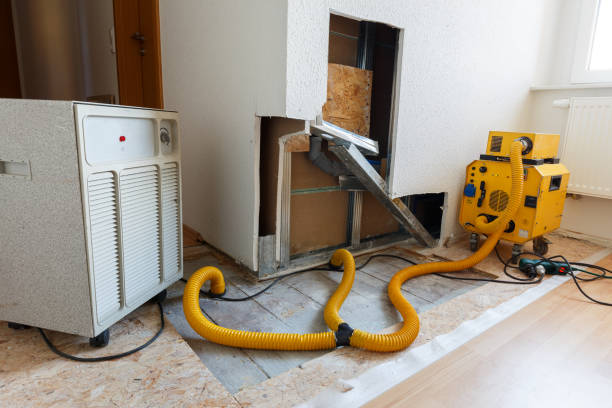 Best Attic Mold Removal  in Murray, UT