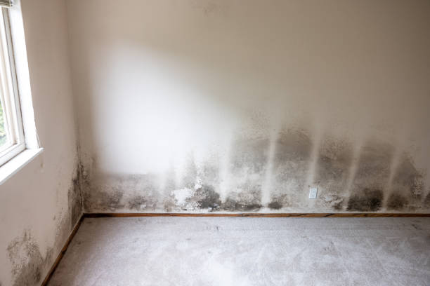 Best Mold Odor Removal Services  in Murray, UT